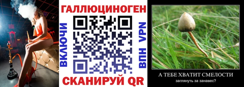 сколько стоит  Гаджиево  Псилоцибиновые грибы мицелий 